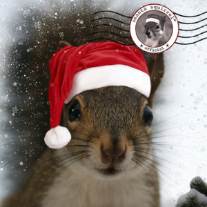 Official Santa Squirrel 